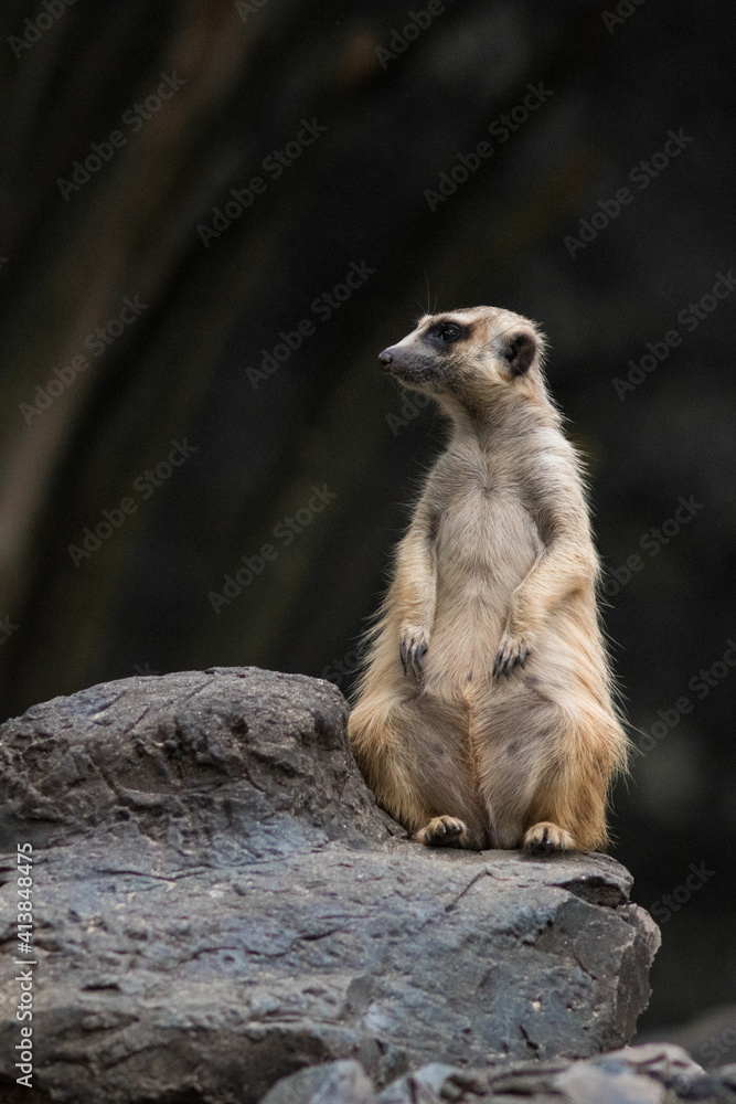 The meerkat