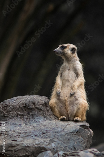 Obraz na płótnie The meerkat w salonie
