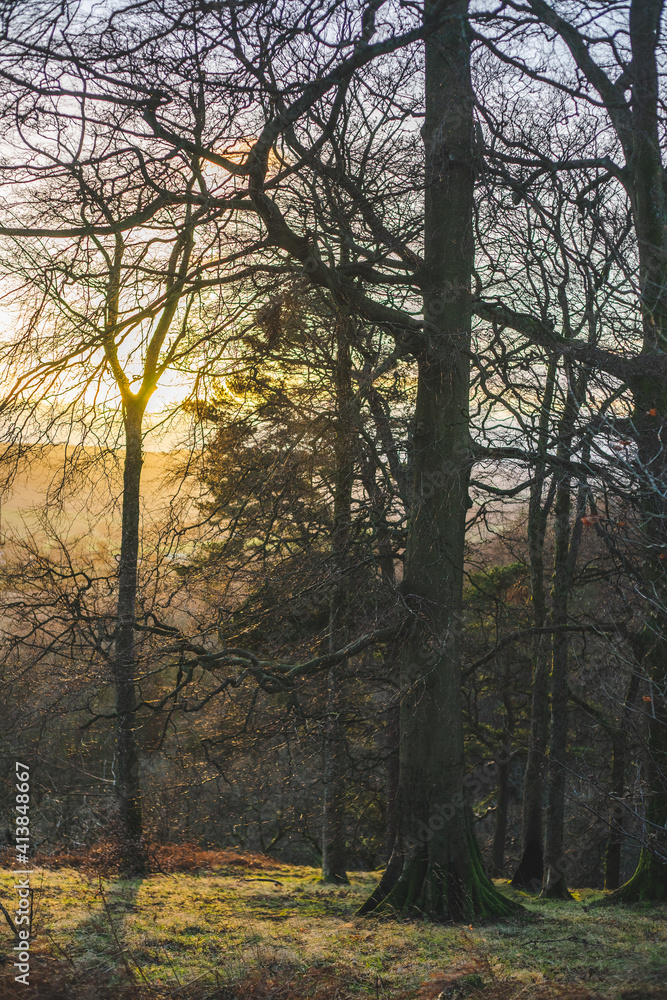 Setting sun behind leafless trees Setting sun behind leafless trees