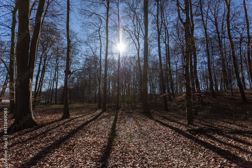 sunrise light trough trees in a park at winter time sunrise light trough trees in a park at winter time
