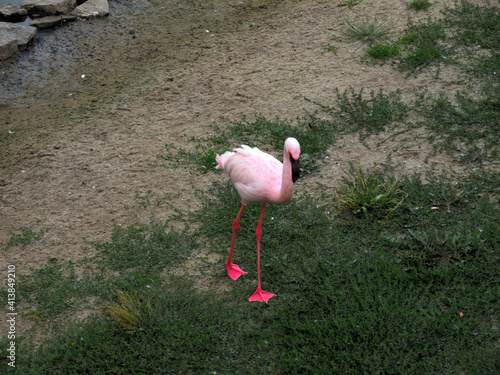 Pink flamingo walking and looking for food