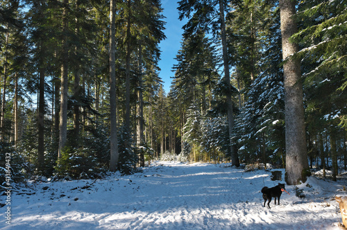 Der schwarzwald mit schnee, lichtungen, blauem himmel und mit licht und schatten...