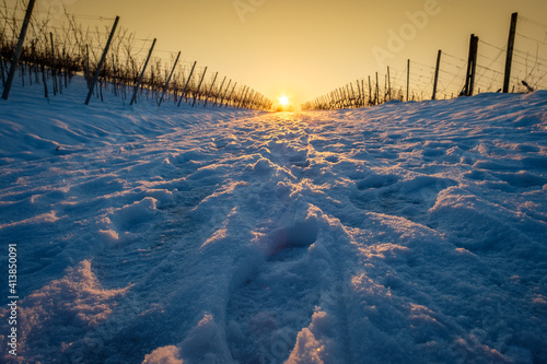 Winter snow road in vineyard with sun star photo