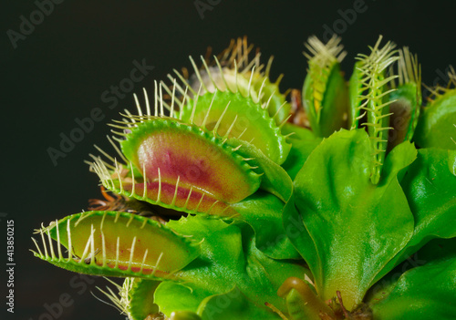 Photographie Venus flytrap is one of the carnivore plants