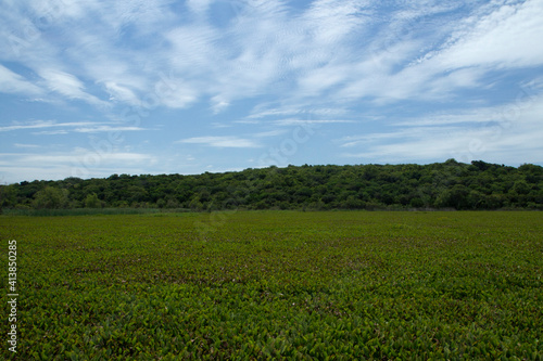 Tropical rainforest landscape. Panorama view of the forest lake covered by aquatic plants, Eichornia crassipes, also known as water hyacinth lilies, of beautiful green leaves texture. 