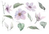 Set of lilac clematis flowers, green leaves, stems and buds. Isolated elements on a white background for the design of cards, invitations, borders, banners, backgrounds, prints, textiles. Watercolor.