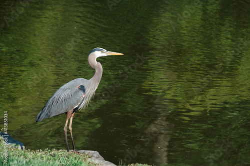 great blue heron standing by a lake