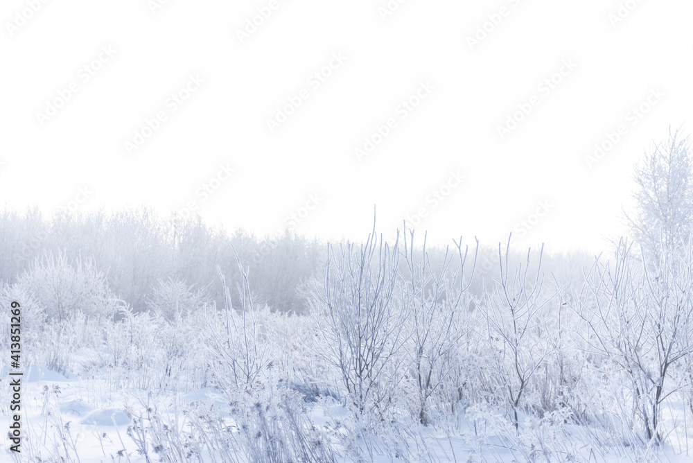 Frozen meadow sparkling in sunrise light, dry grasses covered with frost at winter morning, banner background Frozen meadow sparkling in sunrise light, dry grasses covered with frost at winter morning, banner background