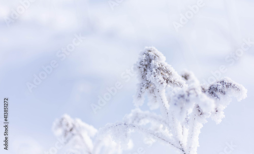 Frozen plants closeup at winter sunny morning, winter background 