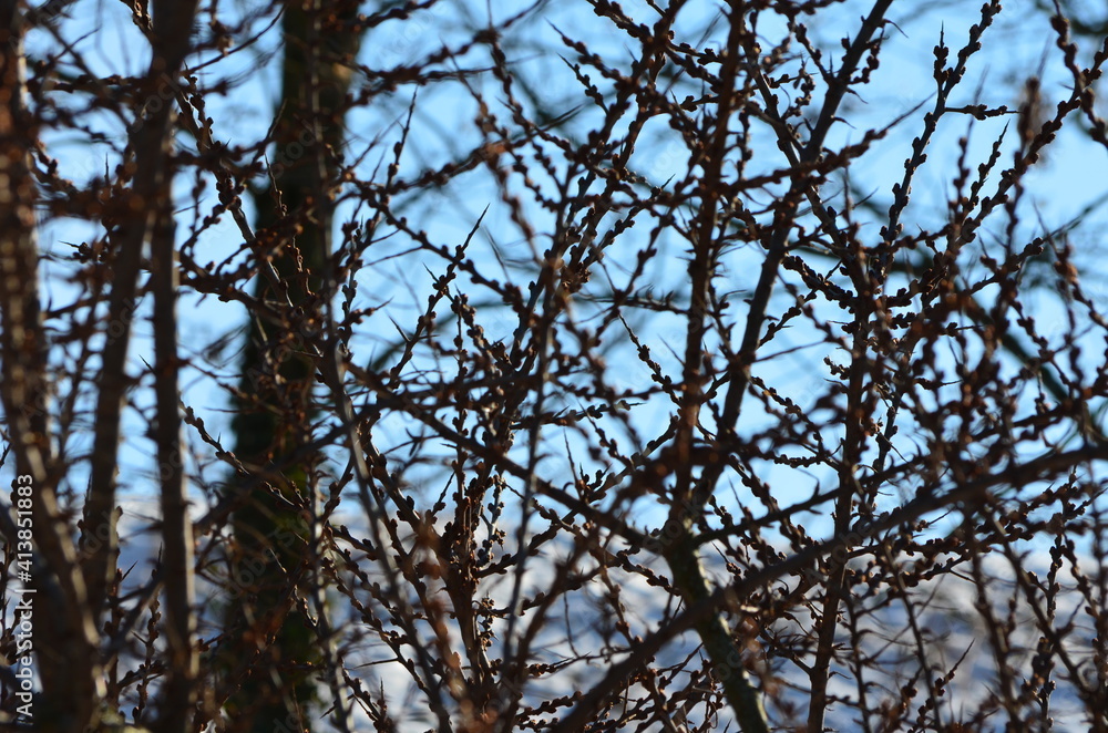 Sanddorn (Hippophae rhamnoides), auch Fasanbeer, Haffdorn, Seedorn, Zitrone des Nordens im Winter Sanddorn (Hippophae rhamnoides), auch Fasanbeer, Haffdorn, Seedorn, Zitrone des Nordens im Winter