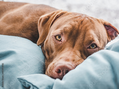 Charming, adorable puppy of brown color. Close-up, indoor. Day light. Concept of care, education, obedience training, raising pets
