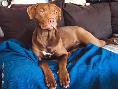 Charming, adorable puppy of brown color. Close-up, indoor. Day light. Concept of care, education, obedience training, raising pets