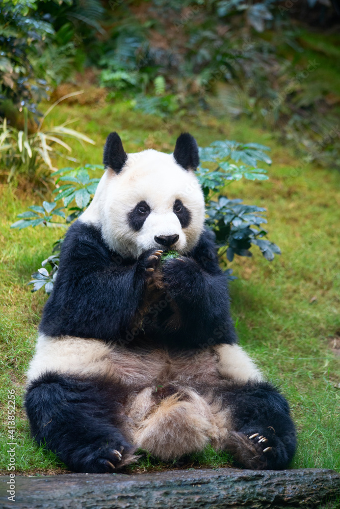 Naklejka premium Panda bear
