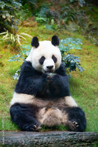 Fototapeta Naklejka Na Ścianę i Meble -  Panda bear