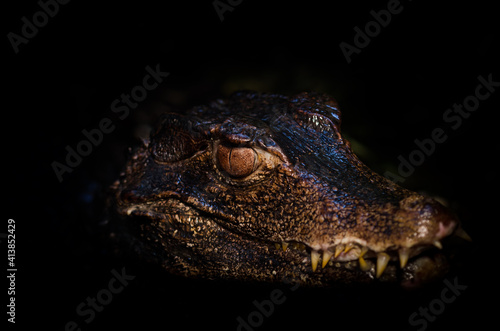 Fototapeta Naklejka Na Ścianę i Meble -  Krokodil im Zoo