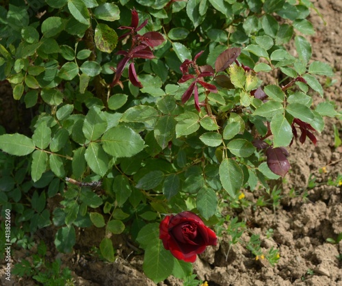 red rose bush