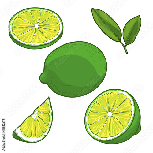 Lime, half a lime and a slice. Citrus fruit drawing. Isolated vector illustration.