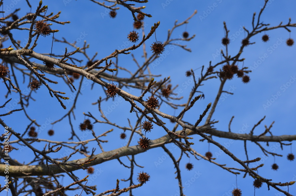 Fruits du Copalme d'Amérique ou Liquidambar (Liquidambar styraciflua) en hiver Fruits du Copalme d'Amérique ou Liquidambar (Liquidambar styraciflua) en hiver
