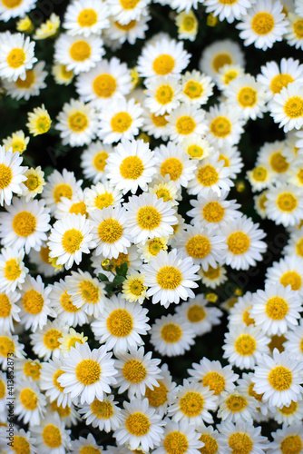 Closeup on white chamomile flowers photo