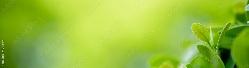 Concept nature view of green leaf on blurred greenery background in garden and sunlight with copy space using as background natural green plants landscape, ecology, fresh wallpaper. Concept nature view of green leaf on blurred greenery background in garden and sunlight with copy space using as background natural green plants landscape, ecology, fresh wallpaper.