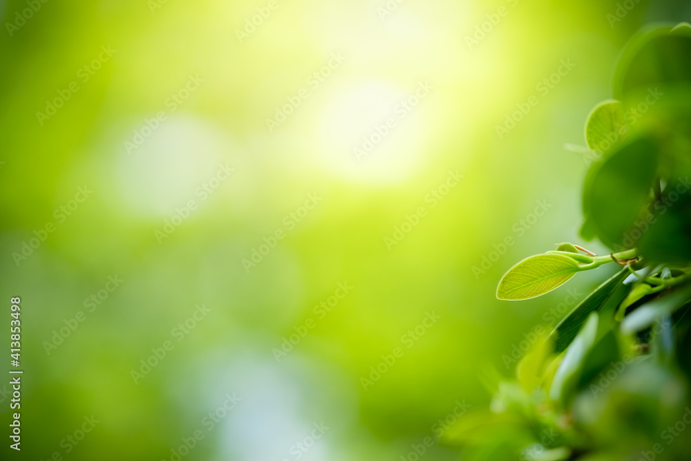 Concept nature view of green leaf on blurred greenery background in garden and sunlight with copy space using as background natural green plants landscape, ecology, fresh wallpaper. Concept nature view of green leaf on blurred greenery background in garden and sunlight with copy space using as background natural green plants landscape, ecology, fresh wallpaper.