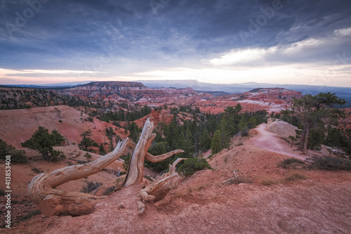 Sunrise in Bryce Canyon  with a dry root in the foreground photo