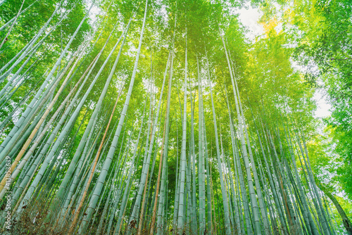 The bamboo forest in kyoto  japan with high resolution files.