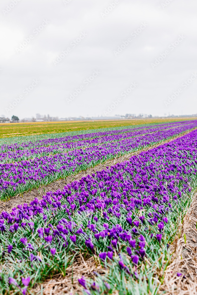 Landscape of purple crocuses and yellow narcissus. Landscape of purple crocuses and yellow narcissus.