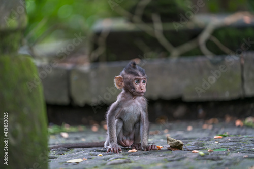 Photography The baby Monkey of Bali alone gazing into the distance at a forgotten temple ubu
