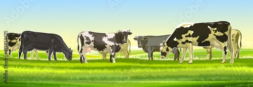 A herd of cows grazes among the rural hills. Pastures. Meadows and fields. Rustic village landscape. Farm work. Vector