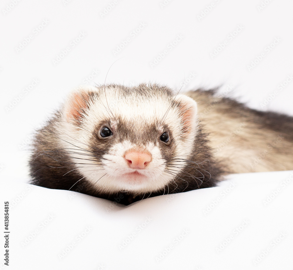 Ferret in full growth lies isolated on white background Ferret in full growth lies isolated on white background