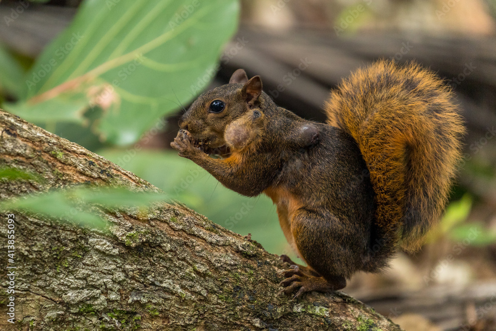 Red Squirrel in Cahuita National Park, Costa Rica Red Squirrel in Cahuita National Park, Costa Rica