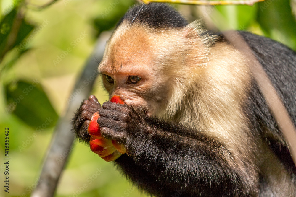 white-faced capuchin monkey eating a fruit in Cahuita National Park, Costa Rica white-faced capuchin monkey eating a fruit in Cahuita National Park, Costa Rica