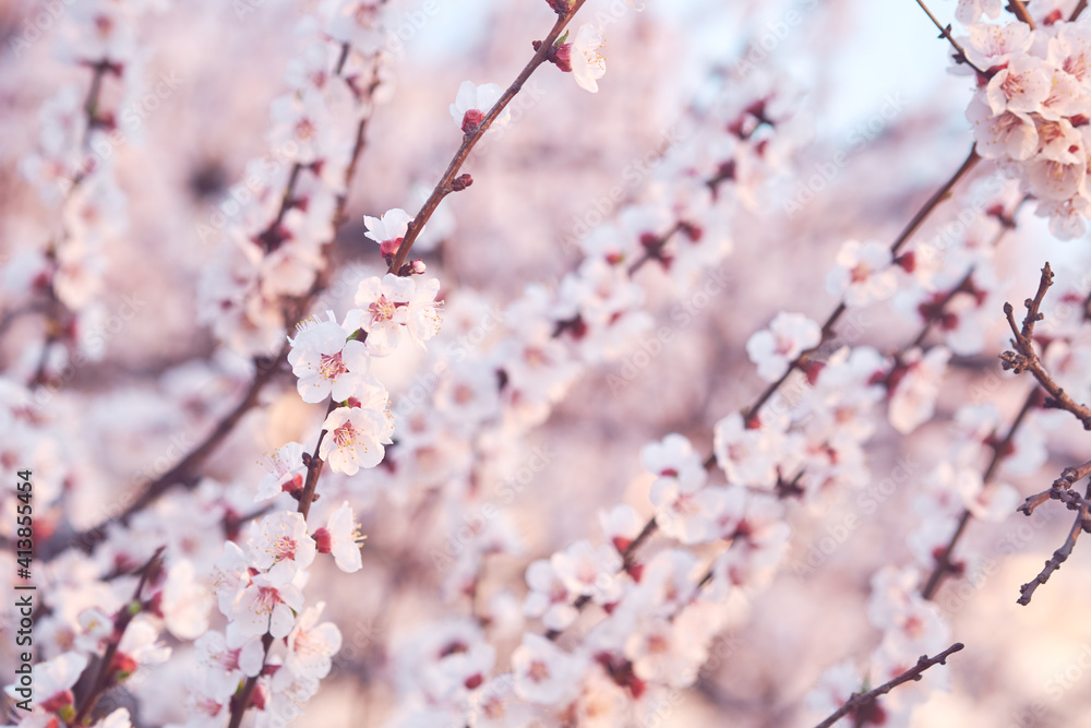 Branches of flowering fruit trees. Spring bloom in the garden Branches of flowering fruit trees. Spring bloom in the garden