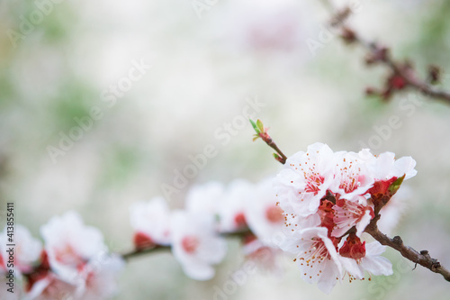 Branches of flowering fruit trees. Spring bloom in the garden