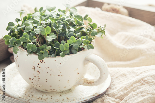 Fresh organic microgreens in a white ceramic cup. Healthy and vegan food