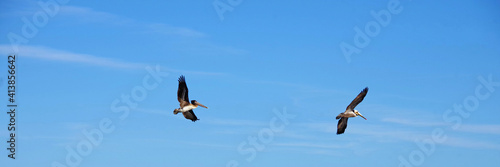 View of California Brown Pelicans flying