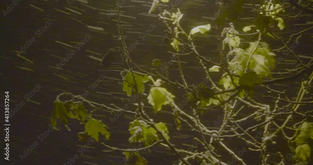 Some branches of a tree illuminated by a lamppost under a blizzard Some branches of a tree illuminated by a lamppost under a blizzard