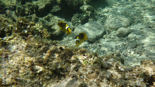 Morze Czerwone  ryby  koralowce  nurkowanie  p  aszczka  meduza  wakacje  woda s  o  ce  moczarki
