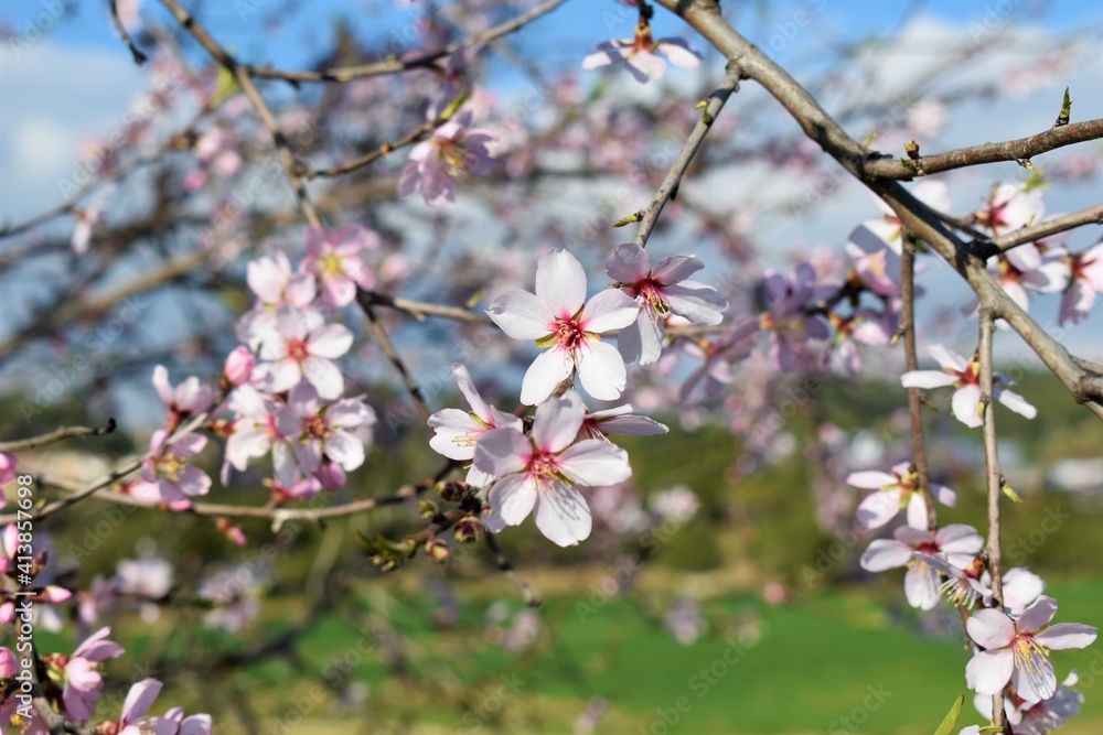 Almond or cherry tree blossoming at the beginning of spring. Flowers and buds. Almond or cherry tree blossoming at the beginning of spring. Flowers and buds.