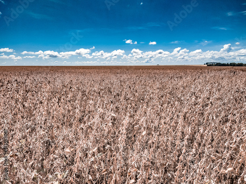 Agribusiness: Harvest Soybean, Agriculture - Tapurah, Mato Grosso, Brazil. photo