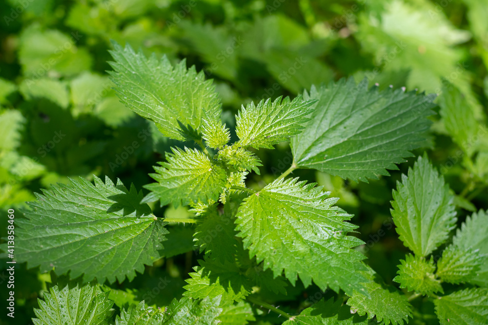 Stinging nettles (Urtica dioica) plant leaves close up