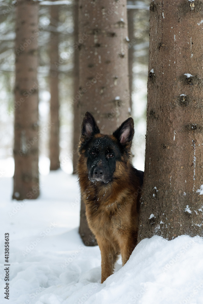 The dog looks out from behind the tree. German Shepherd in pine forest The dog looks out from behind the tree. German Shepherd in pine forest