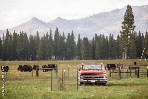 Wallpaper Mural A classic car on a field surrounded by pines and a herd of buffalos Torontodigital.ca