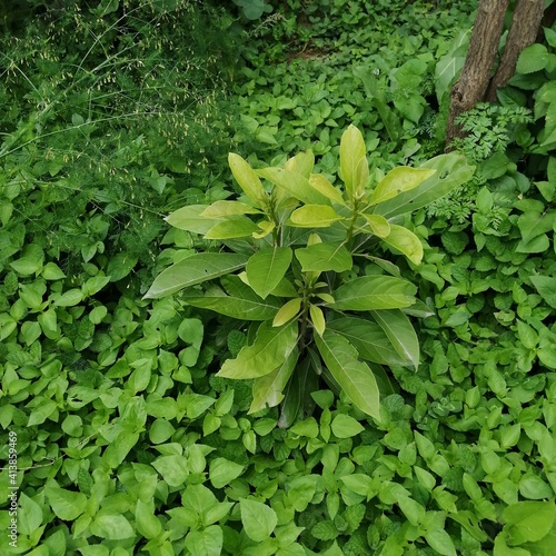 green leaves background