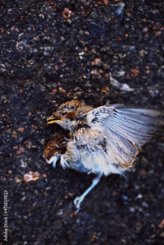 A dead  bird lying on the road photo