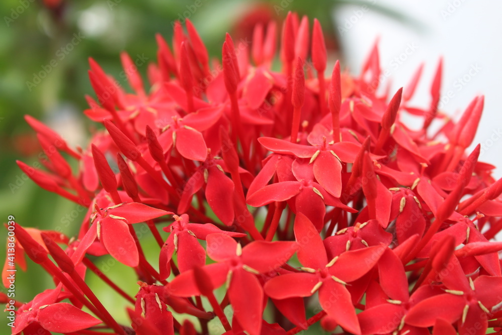 FLOWERS FLOWERS