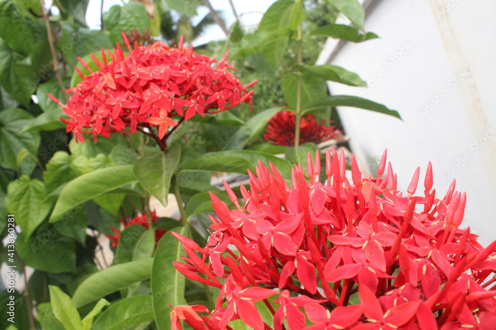 FLOWERS FLOWERS