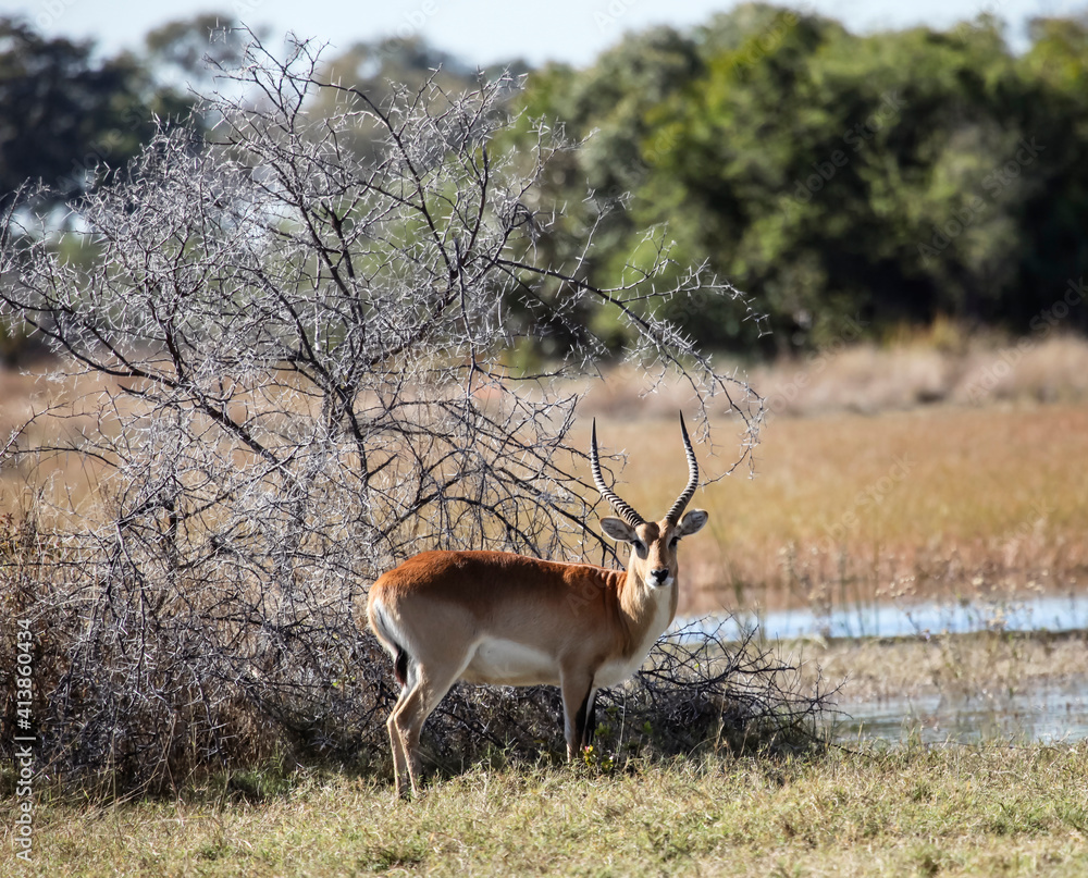Naklejka premium Red lychee antelope stands under a thorny bush at the edge of the swamp.