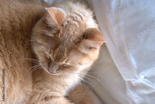 Beautiful Orange Kitty Lies on White Comforter photo